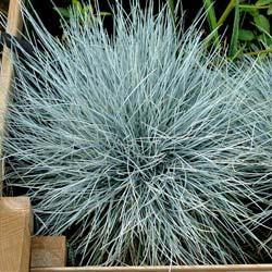 Festuca glauca Elijah Blue